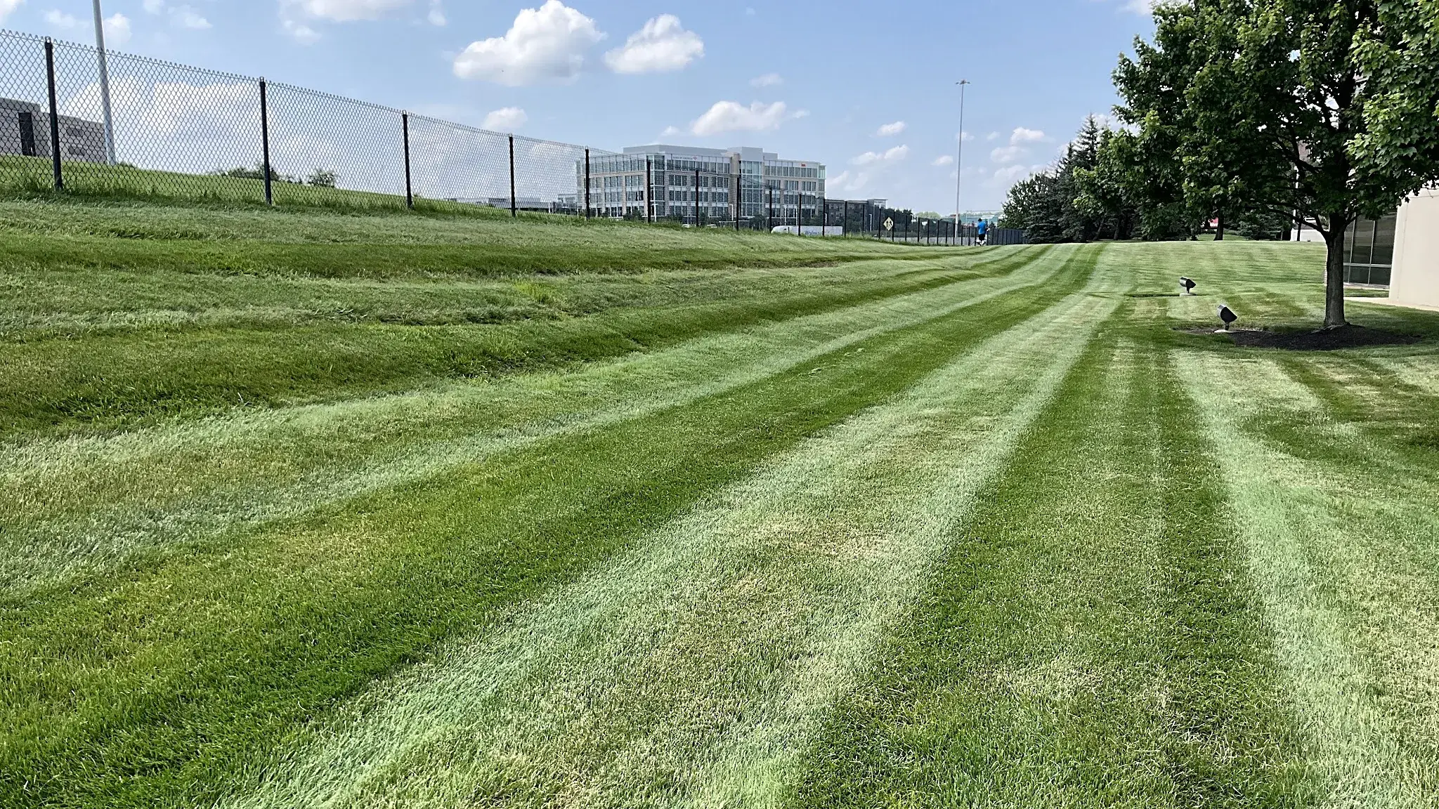 Bold mowing stripes across a well kept lawn at a corporate office campus with a glass office building in the distance