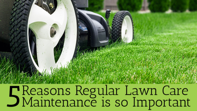 5 Reasons Why Regular Lawn Care Maintenance is so Important – Meyers ...