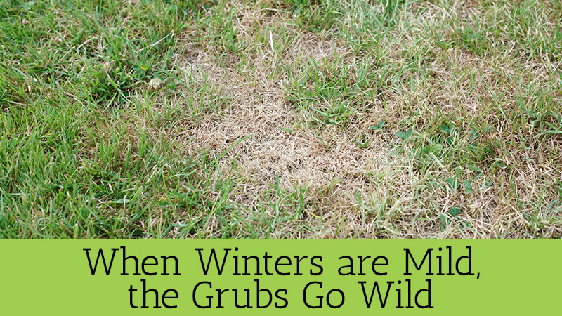 Grubs Lawn Care Prevention Central Ohio Meyers Green Services Lanscape