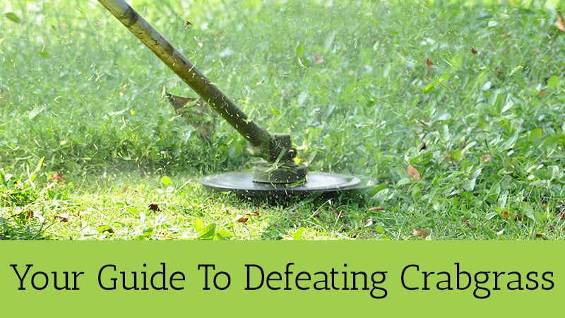 Defeating Crabgrass Central Ohio Columbus Lewis Center Lawn Care Company