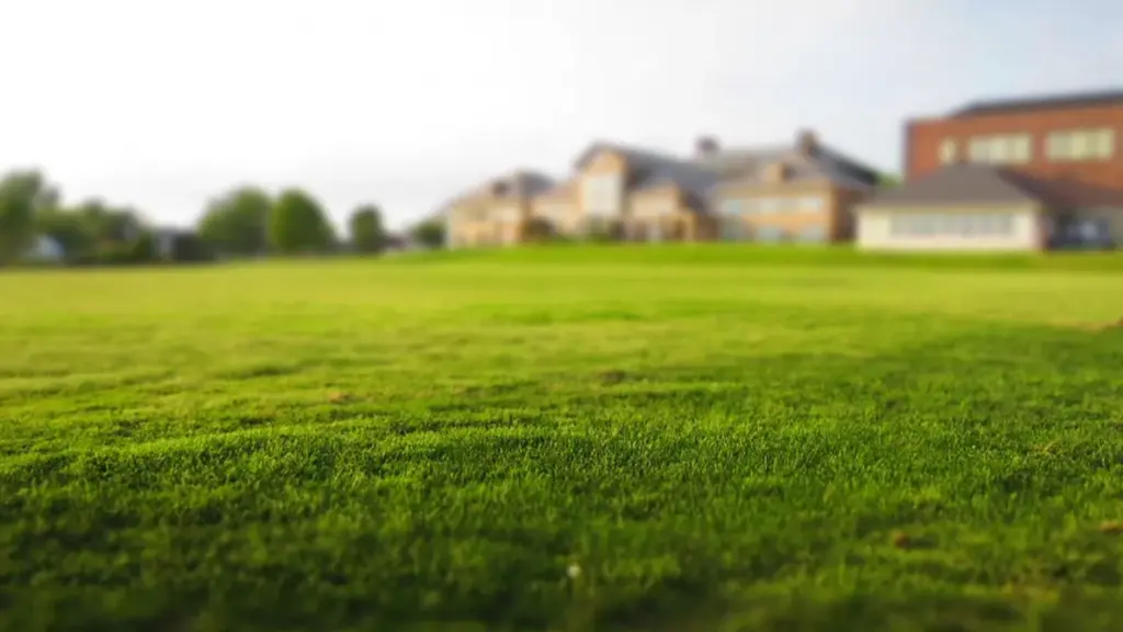 beautiful green grass near powell